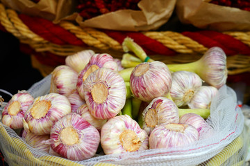 Fresh purple garlic heads at an Italian farmers market