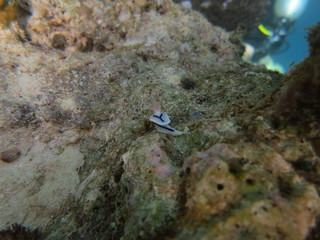 Babosa de mar