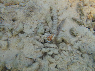 Babosa de mar