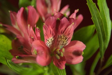 Fototapeta na wymiar Closeup of red flower with dark paper