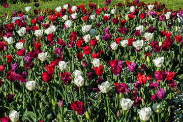 Weiß, rot und violett blühende Tulpen
