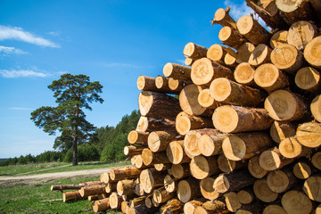 Stacked wood logs against blue sky - lumber or timber industry concept