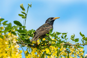 Starling perched in bright yellow laburnum flowers with blue sky background.  Dried mealworms  in beak.  Facing right.  Landscape, horizontal.  Space for copy.