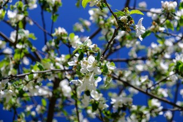 Closeup of white blooming apple on a sunny day with blue sky