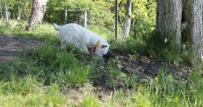West highland white terrier westie dog is digging a hole in the soil to find some bugs hunting for someone on green grass background tree and forest