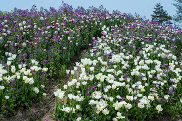 Weiße Tulpen und Einjähriges Silberblatt