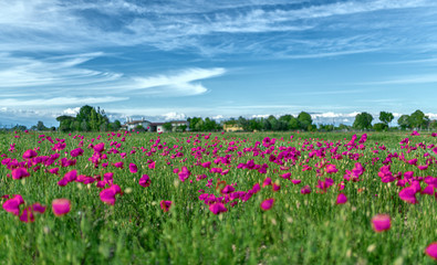 Campagna con fiori viola e lilla su uno sfondo di nuvole ventose bianche con cirri, bucolico, sereno e rilassante