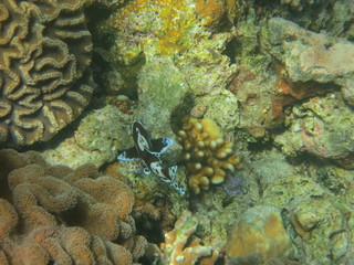 Pez arlequín en el mar