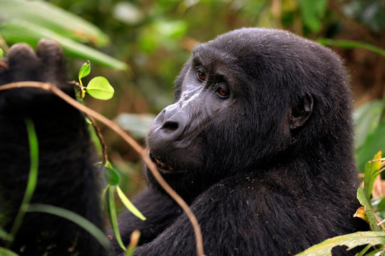 Close-up of a Mountain Gorilla (Gorilla beringei beringei) in Bwindi Impenetrable National Park, Uganda