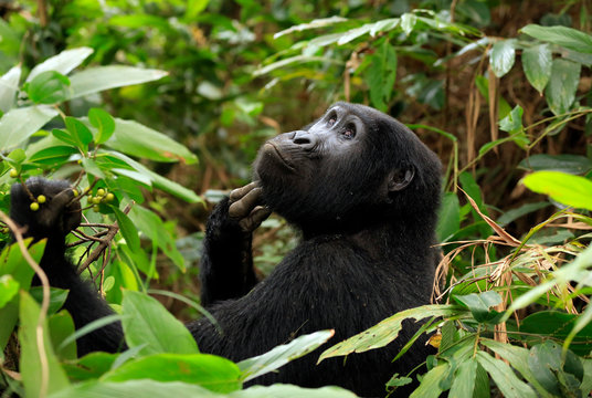 Mountain Gorilla (Gorilla beringei beringei) Scratching Its Chin and Looking Upwards. Bwindi Impenetrable National Park, Uganda