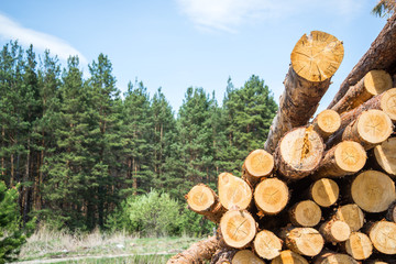 Stacked wood logs against blue sky - lumber or timber industry concept