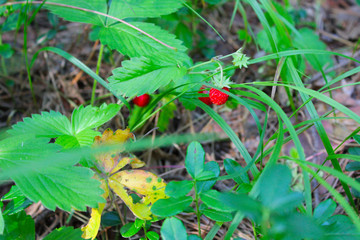 strawberry close up on a bush in the forest