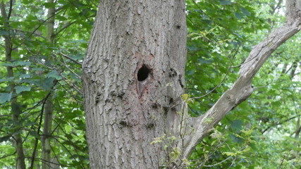 Woodpecker in old Oak Tree deep in the forest