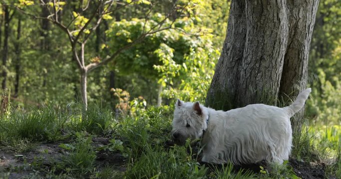 West highland white terrier westie dog is digging a hole in the soil to find some bugs hunting for someone on green grass background tree and forest