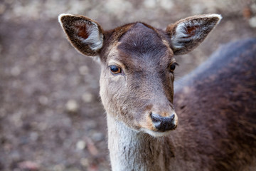 Naklejka na ściany i meble Portrait of European roe deer (Capreolus capreolus) in the forest