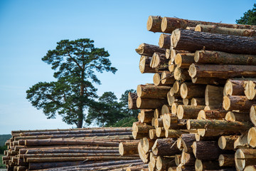 Pine logs, cut down by logging against the background of the forest