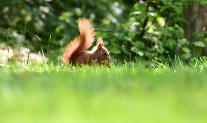 Eichhörnchen Eichhorn Nagetier Nager Baumbewohner Tierportrait flink putzig Futtersuche Nüsse Nagen futtern