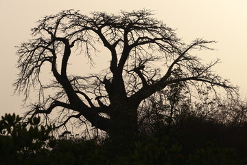 Baobab 2
