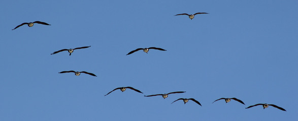 Geese flying away with blue sky