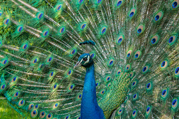 Obraz premium Peacock displaying his plumage in front of a hedge on a lawn