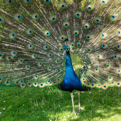 Peacock displaying his plumage walking forward close up square format
