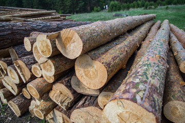 Pine logs close-up. Piled cut tree trunks for timber trade on a sunny day