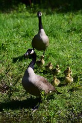 Wildgänse Küken Nachwuchs Gänseküken Familie Natur Biotop Tiere Heimat See Schwimmen Gefieder Plüsch