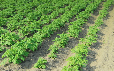  Field with sprouted potatoes. Farm in the village. Season to plant potatoes. Green vegetable bushes.