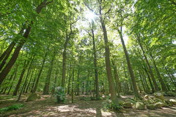 Fototapeta premium Lichtung im Wald im Sonnenschein