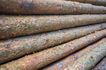 background of pine tree logs fresh cut and stacked