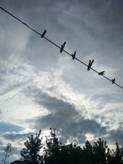 barbed wire on background of blue sky