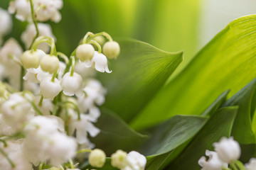 Lily of the valley flowers (Convallaria majalis), selective focus