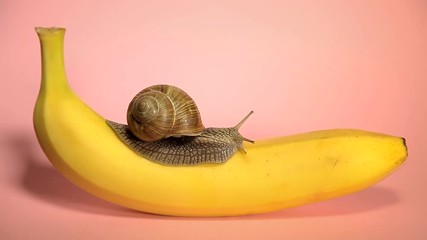 Snail crawling on a banana. Pink background. Yellow banana with snail on a pink background