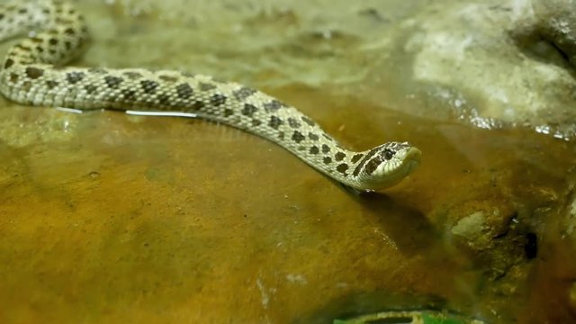 Majestic poisonous snake with spotty skin. Beautiful reptile with spotted skin on rock in terrarium cage.