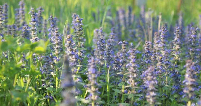 Lavender blue flowers on meadow in summer green grass and sun bokeh nature pure
