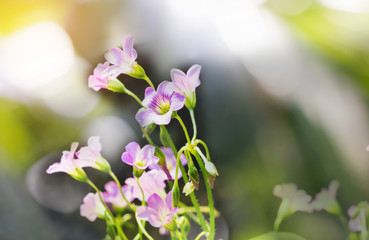 Lovely violet small flowers in sunshine summer day with green bokeh background