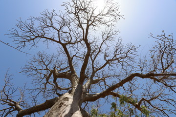 Fototapeta na wymiar Baobab,, 9