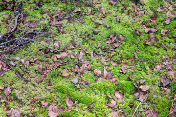 Moorland with leaves and moss