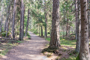 Forest trail