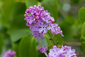 Fototapeta na wymiar beautiful blooming branch of lilac growing in a home garden