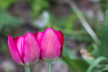 buds of beautiful red tulips growing in a city park