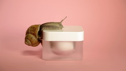 Skin care cosmetics with snail mucus. One snail climbing cosmetic cream on a pink background