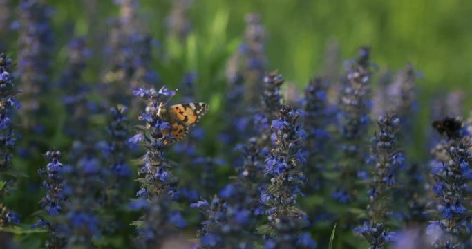 Lavender flowers on a meadow with butterfly on it. Blue color plant with insect