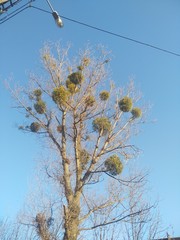 branch of tree in spring
