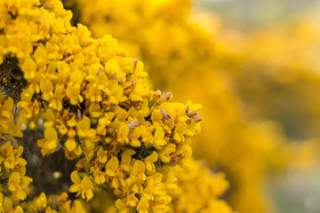 Gorse Close-up, Scotstown Moor in Aberdeen, Scotland