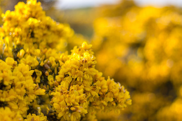Gorse Close-up, Scotstown Moor in Aberdeen, Scotland