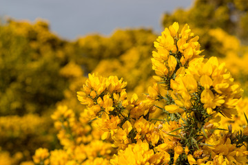 Gorse Close-up, Scotstown Moor in Aberdeen, Scotland