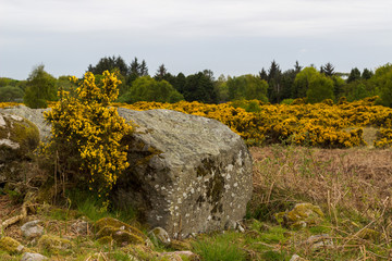 Scotstown Moor in Aberdeen, Scotland