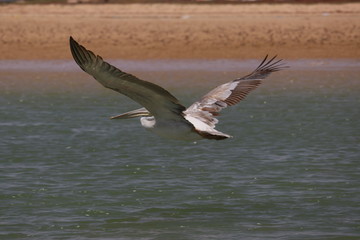 Pélican, Sénégal, envol