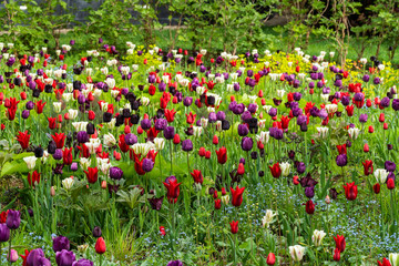 Weiße, rote und violette Tulpen